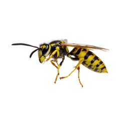 Sticker - wasp isolated on white