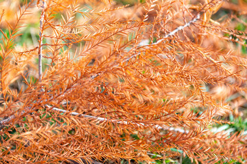 Closeup shot of an orange branch