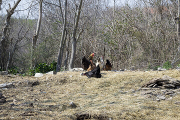 Poster - Low angle shot of a group of hens and chickens in a forest