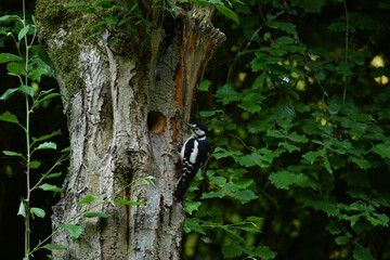 Wall Mural - Close-up shot of a woodpecker on a tree in a forest