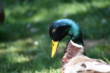 Sticker - Close-up portrait of a duck