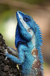 Selective vertical shot of a blue iguana on a tree