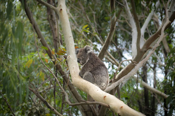 Canvas Print - Cute koala bear (Phascolarctos cinereus) sitting on a tree branch