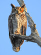 © Steve Nunez/Wirestock Creators - Vertical shot of the great horned owl perched on the tree