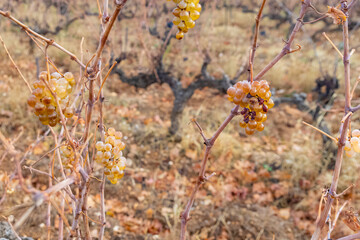 Poster - Vineyard in autumn, white grape cluster