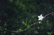 Leinwandbild Motiv Bright flowering cherry tree branch with white flower on blurred dark deep green background with leaves bokeh. Trendy moody floral nature spring blossom minimal design, copy space for text overlay