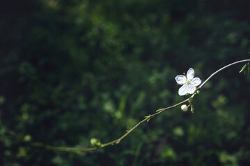Bright flowering cherry tree branch with white flower on blurred dark deep green background with leaves bokeh. Trendy moody floral nature spring blossom minimal design, copy space for text overlay