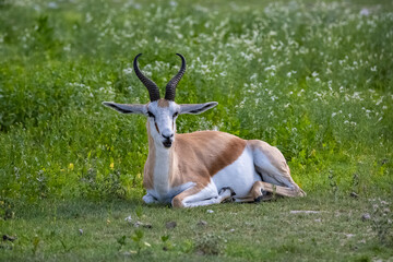 Poster - A springbok standing in the bush