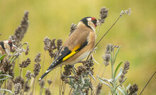 Closeup Of A Beautiful European Goldfinch Bird On The Flowering Grass