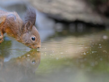 Closeup Shot Of A Small Cute Squirrel Drinking Water From A Lake With Its Reflection On The Water
