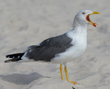 Closeup Shot Of A Squawking Seagull On A Beach