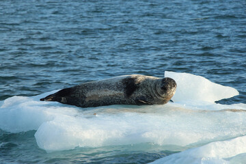 Wall Mural - Beautiful view of a harbor seal laying on a floating block of ice on a sunny winter day