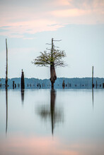 Vertical Shot Of A Lone Cypress Tree Standing In The Middle Of A Lake