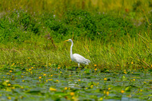 Shallow Focus Shot Of A Great Egret Walking In The Shallow Water Of Danube River On A Sunny Day