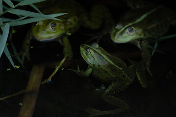 Canvas Print - Close-up shot of three frogs sticking their heads out of the dark water of Danube river