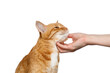 © seregraff - Portrait of a woman's hand stroking a ginger cat on Isolated white background