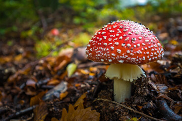 Wall Mural - Closeup shot of fly agaric mushroom on the forest in Slovakia