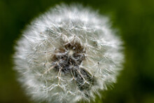 White Fluffy Dandelion Flower With Droplets Of Dew On Green Sunny Background