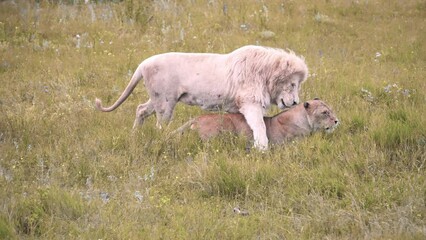 a white lion mating with a lioness. mating games of lions. mating season for lions.