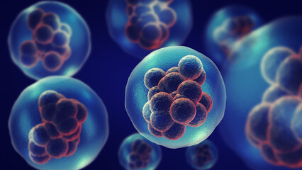 Dividing or multiplying cells or Mitosis	