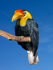 Wrinkled Hornbill, Sunda Wrinkled Hornbill or Aceros Corrugatus in a tree sitting on a branch