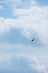 Poster - Low angle shot of a beautiful vulture flying on a blue sky in bright sunlight