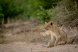 Lion cub sitting in the sand in the Kruger.