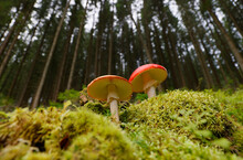 A Small Colorfull Amanita Muscaria Mushroom Growing On The Green Grass In The Rainy Autumn Forest In Autumn Season In A Mountains Forest.