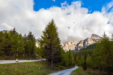 Wall Mural - Beautiful asphalt road