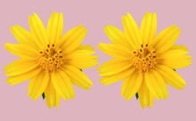 Closeup, Two Yellow Mexican Aster Flower ( Cosmos.) Blooming Isolated On Pastel Magenta Background For Stock Photo. Houseplant, Spring Floral