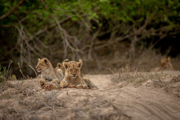 Wall Mural - Lion cubs in the sand of a dry riverbed.