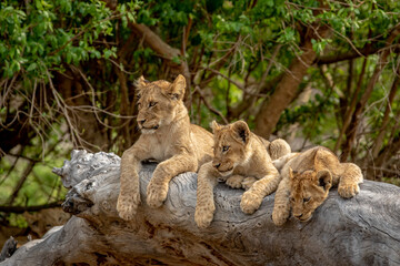 Wall Mural - Lion cubs sitting on a fallen tree.