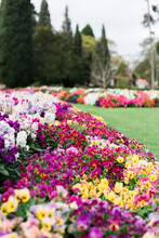 Pansy And Stock Flowers In Brightly Coloured Flowerbeds