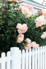 Rose Bush In Bloom And White Picket Fence