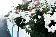 Line Of White Rose Bushes Along Fence