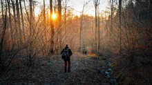 Scenic View Of A Group Of People Hiking In A Forest With Bare Trees At Sunset In Slovakia