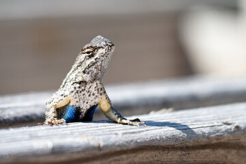 Closeup of a Western fence lizard leaning on a wooden bar in sunlight