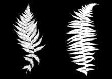 Illustration Of Different Ferns On Black Background