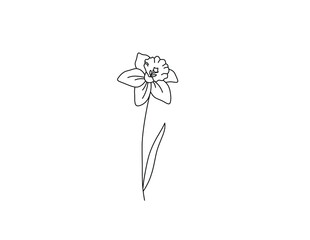 Wall Mural - Vector isolated single pretty narcissus flower blossom colorless black and white contour line drawing