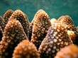 © Fotopogledi - Close up of a Acropora sp.hard coral