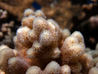 © Fotopogledi - Close up of a coral with polyps well visible