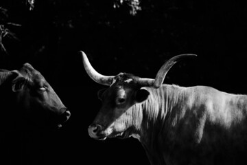 Poster - Texas longhorn and Santa Gertrudis cow friends close up on black background.