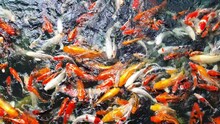 Carp Koi Fish Video Footage . Group Of Koi Carps Fishes Are Swimming And Find Eating Food