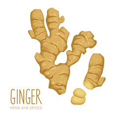 hand drawn ginger root and slice isolated on white background