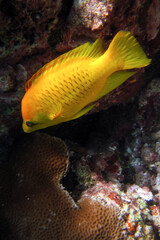 Wall Mural - Slingjaw Wrasse - Epibulus Insidiator