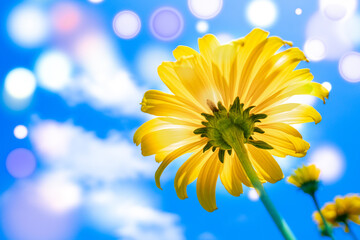 Wall Mural - rudbeckia flower on blue sky background