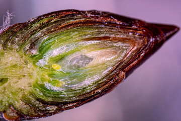 Wall Mural - A cut of a flower bud on a spring tree. View in a microscope