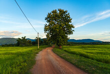 A Small Dirt Path In A Rural Area In Northern Thailand  In The Middle Of A Field With Green Rice Fields.