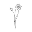 Daffodil March Birth Month Flower Illustration
