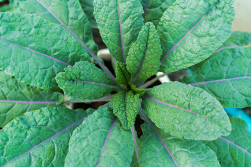 Canvas Print - green leaf background, bright, easy on the eyes